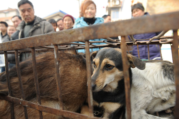 Dogs wait to be slaughtered in front of the gate of a residential area in Hefei, Anhui province, recently. Residents have asked the police to intervene, but they are powerless to stop the slaughter because no laws or regulations bar the slaughter of dogs.[Photo/China Daily] 