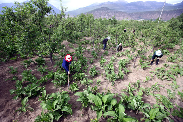 Farmers work in a field of herbs in Nyingchi, the Tibet autonomous region, in May 2011. [Photo / Xinhua]
