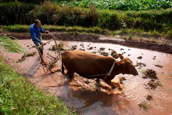 A farmer drives his bull to plough in preparation for rice planting in Yaoping, a village in Chongqing, in April. [China Daily/Chen Jianhua]