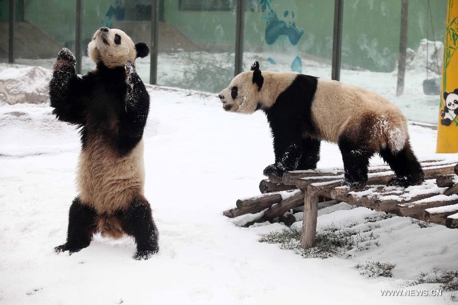 曹雪雪大大个人资料图片