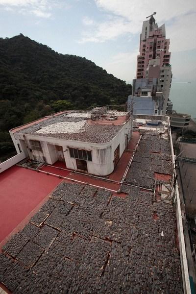 1月2日，香港一处厂房的天台上，大量鱼翅被铺开晾晒，数量之多，整个天台都被铺满。环保人士和相关组织再次提出抗议，表示过度捕杀鲨鱼会对环境带来灾难性的破坏。