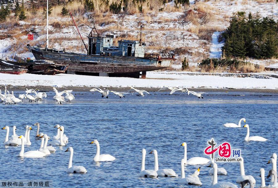 Photo taken on Jan. 4, 2012 shows the Yanduanjiao Village in Rongcheng Swan Lake in East China's Shandong province. Yandujiao Village is a paradise for the white swans that migrate here every December to April. [China.org.cn] 