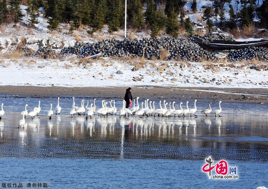 Photo taken on Jan. 4, 2012 shows the Yanduanjiao Village in Rongcheng Swan Lake in East China's Shandong province. Yandujiao Village is a paradise for the white swans that migrate here every December to April. [China.org.cn] 