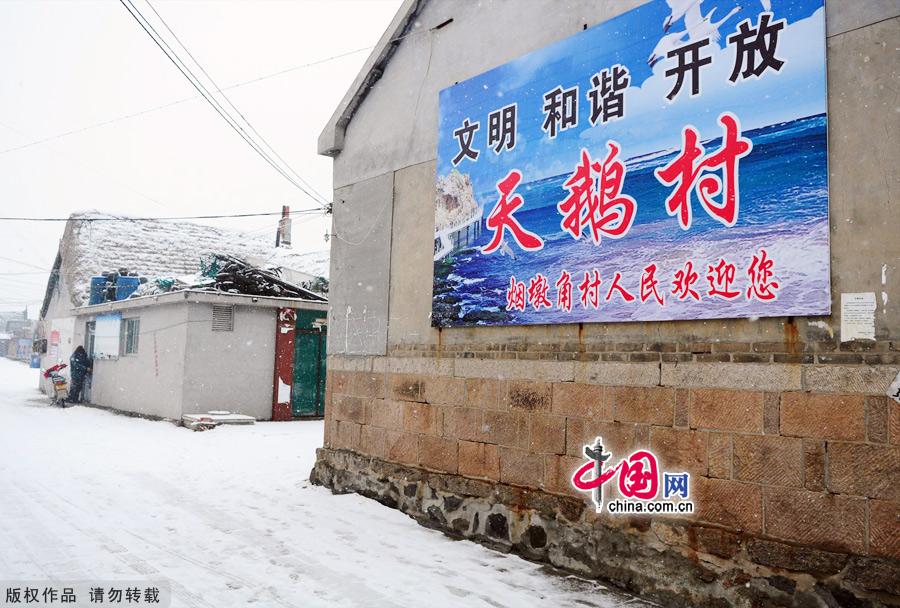 Photo taken on Jan. 4, 2012 shows the Yanduanjiao Village in Rongcheng Swan Lake in East China's Shandong province. Yandujiao Village is a paradise for the white swans that migrate here every December to April. [China.org.cn] 