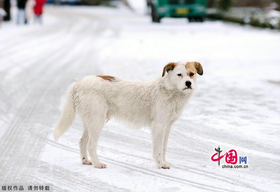 Photo taken on Jan. 4, 2012 shows the Yanduanjiao Village in Rongcheng Swan Lake in East China's Shandong province. Yandujiao Village is a paradise for the white swans that migrate here every December to April. [China.org.cn] 