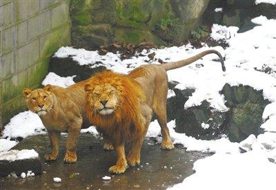 Animal abuse at China zoo sparks criticism. 