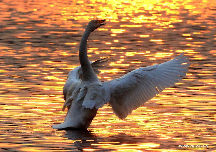 CHINA-HENAN-WHITE SWAN (CN)