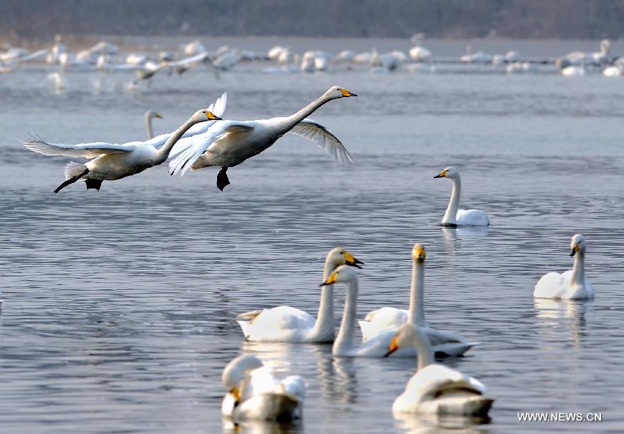 CHINA-HENAN-WHITE SWAN (CN)