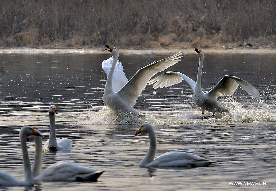 CHINA-HENAN-WHITE SWAN (CN)