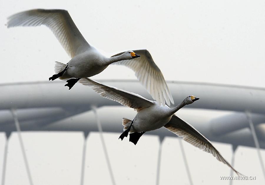 CHINA-HENAN-WHITE SWAN (CN)