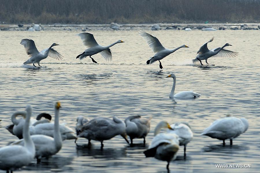 CHINA-HENAN-WHITE SWAN (CN)