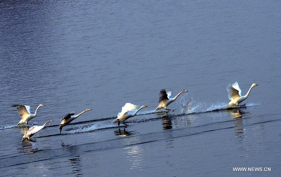 CHINA-HENAN-WHITE SWAN (CN)