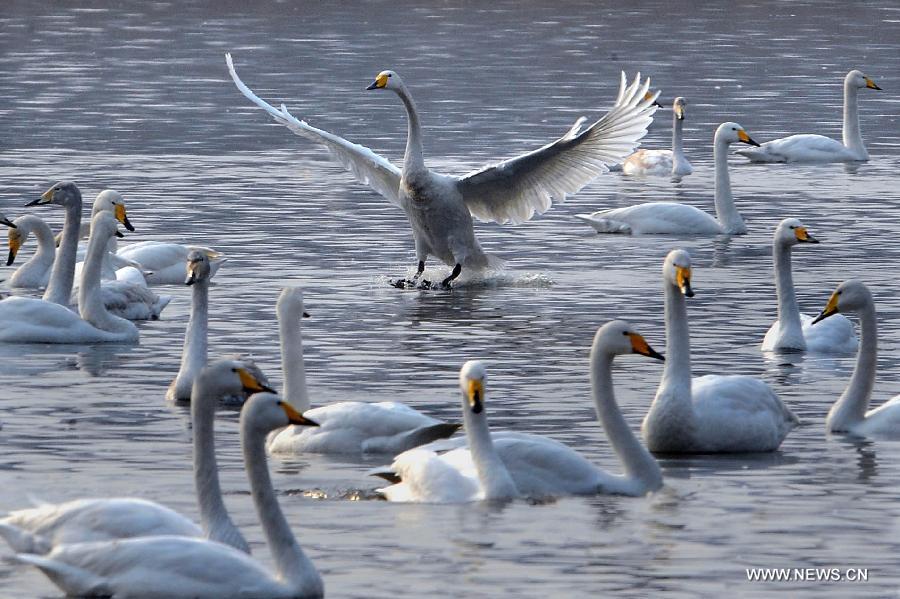 CHINA-HENAN-WHITE SWAN (CN)