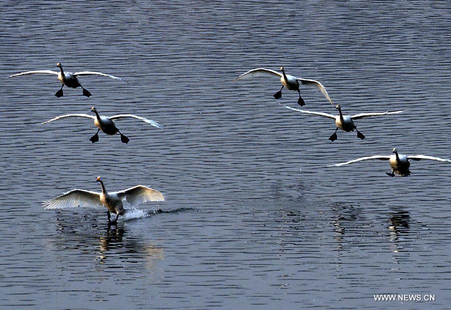 CHINA-HENAN-WHITE SWAN (CN)