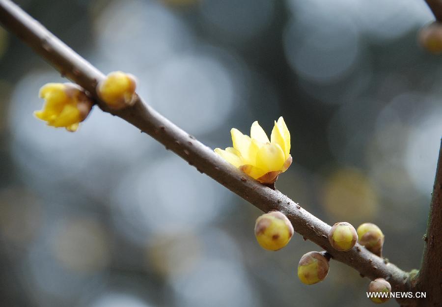 CHINA-NANJING-JIANGSU-WINTERSWEET(CN)