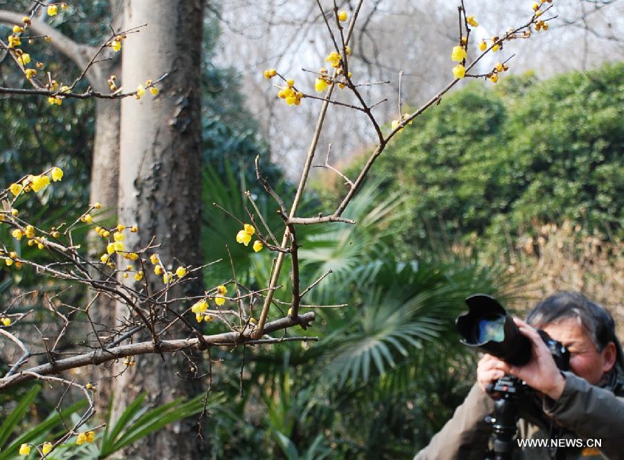 CHINA-NANJING-JIANGSU-WINTERSWEET(CN)