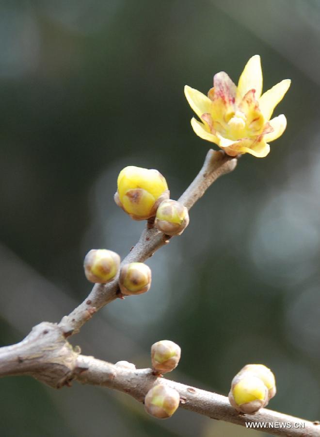 CHINA-NANJING-JIANGSU-WINTERSWEET(CN)