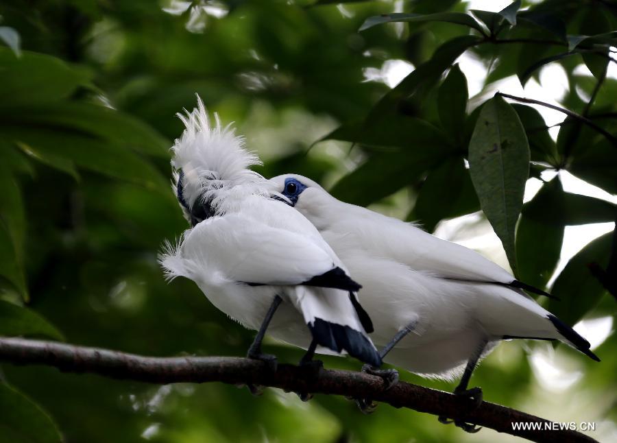 Two birds play on branches in the aviary of Hong Kong Park in south China's Hong Kong, Jan. 8, 2013. 