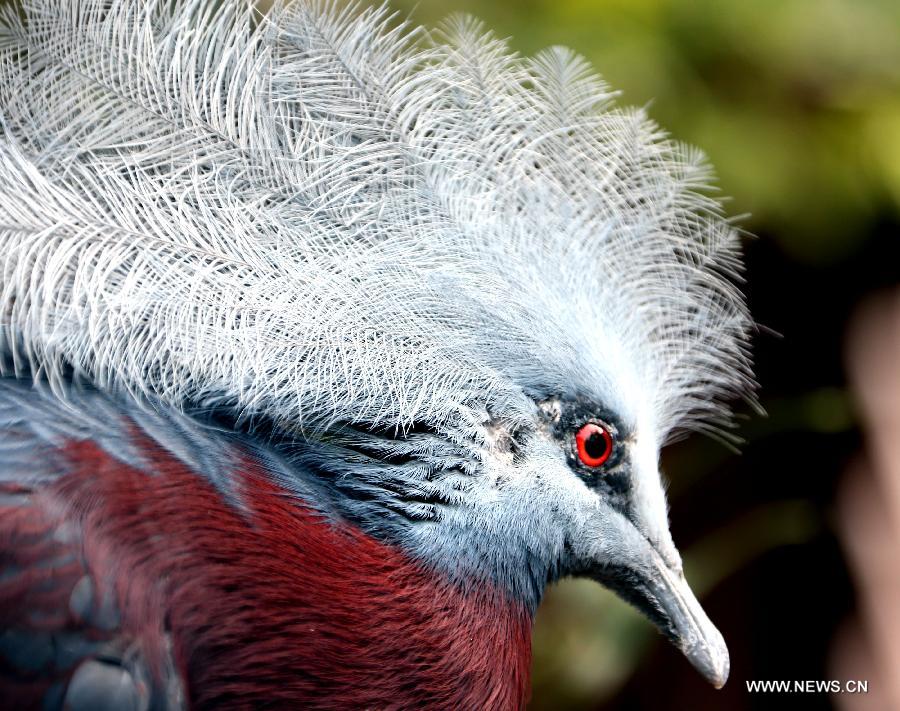 A bird is seen in the aviary of Hong Kong Park in south China's Hong Kong, Jan. 8, 2013. 