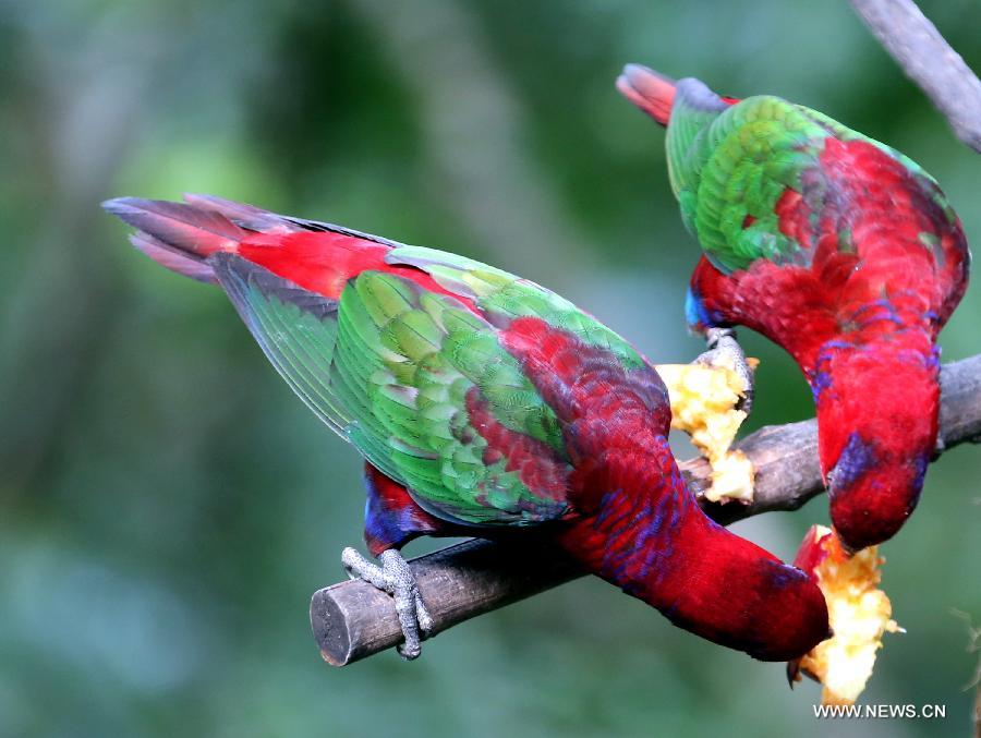 Two birds take food in the aviary of Hong Kong Park in south China's Hong Kong, Jan. 8, 2013. 