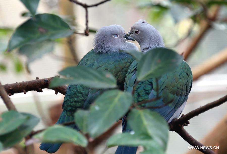 Two birds play on branches in the aviary of Hong Kong Park in south China's Hong Kong, Jan. 8, 2013. 