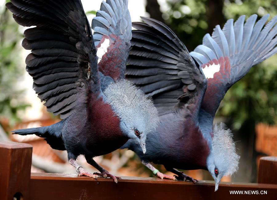 Two birds land on a balustrade in the aviary of Hong Kong Park in south China's Hong Kong, Jan. 8, 2013. 