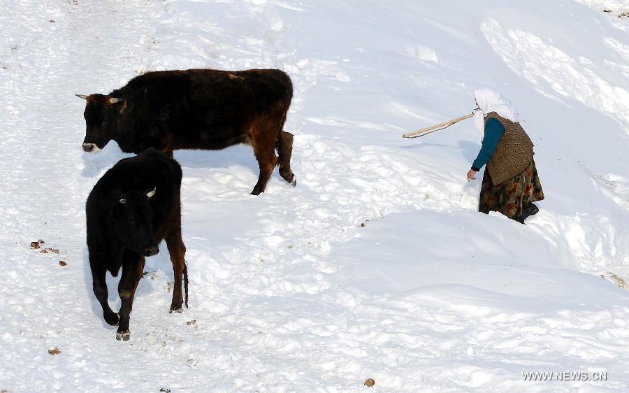 A woman herds cattles in Qagan Gol Town of Qinghe County, northwest China's Xinjiang Uygur Autonomous Region, on Jan. 8, 2013. 