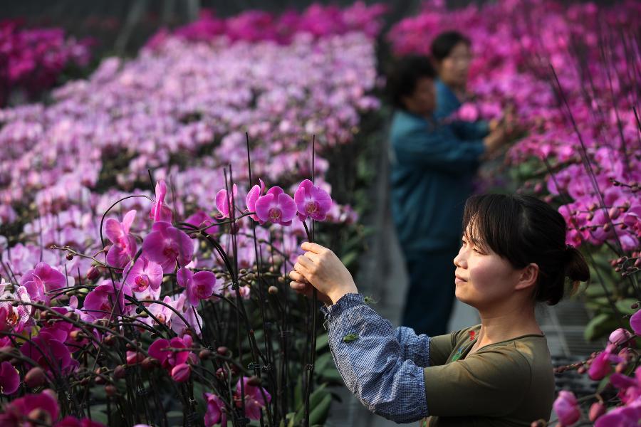 #CHINA-TIANJIN-FLOWER PLANTING (CN)