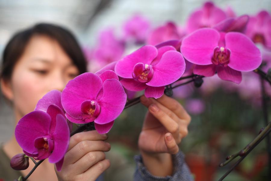 #CHINA-TIANJIN-FLOWER PLANTING (CN)