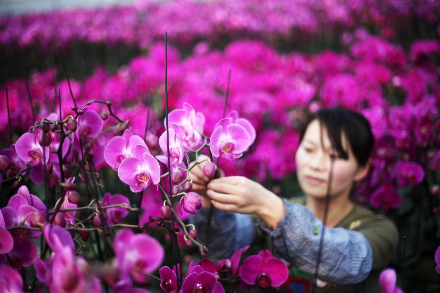 #CHINA-TIANJIN-FLOWER PLANTING (CN)