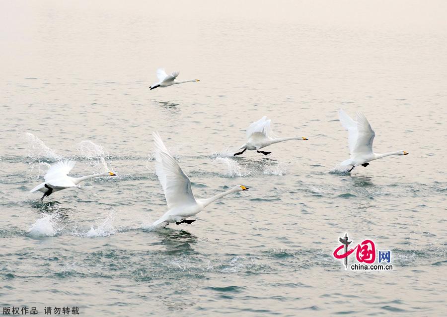 A flock of wild swans gather at Yandun Angle Bar in Rongcheng Swan Lake in Rongcheng, East China's Shandong province on Jan.9, 2013. Thousands of wild swans from Siberia migrate to Rongcheng Swan Lake for winter. The swans attract a large number of visitors to the area. [China.org.cn]