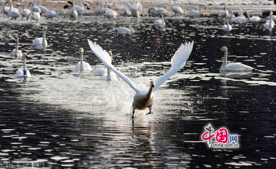 A flock of wild swans gather at Yandun Angle Bar in Rongcheng Swan Lake in Rongcheng, East China's Shandong province on Jan.9, 2013. Thousands of wild swans from Siberia migrate to Rongcheng Swan Lake for winter. The swans attract a large number of visitors to the area. [China.org.cn]