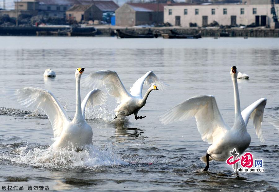 A flock of wild swans gather at Yandun Angle Bar in Rongcheng Swan Lake in Rongcheng, East China's Shandong province on Jan.9, 2013. Thousands of wild swans from Siberia migrate to Rongcheng Swan Lake for winter. The swans attract a large number of visitors to the area. [China.org.cn]