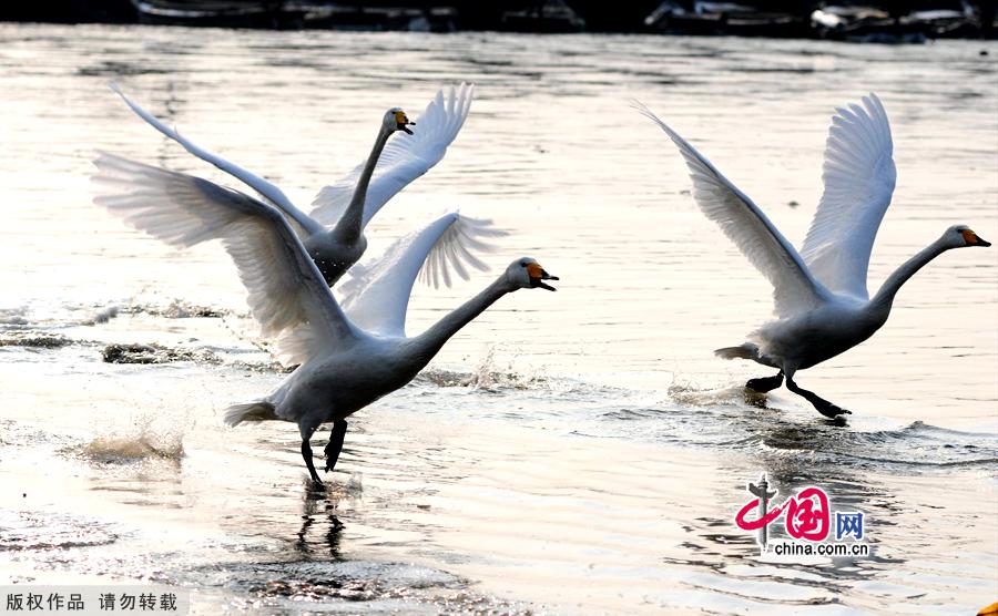 A flock of wild swans gather at Yandun Angle Bar in Rongcheng Swan Lake in Rongcheng, East China's Shandong province on Jan.9, 2013. Thousands of wild swans from Siberia migrate to Rongcheng Swan Lake for winter. The swans attract a large number of visitors to the area. [China.org.cn]