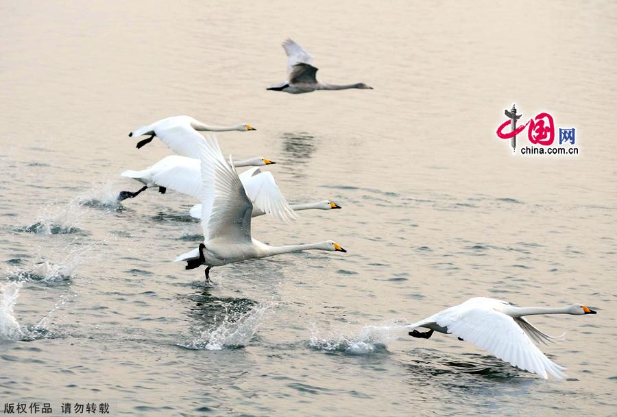 A flock of wild swans gather at Yandun Angle Bar in Rongcheng Swan Lake in Rongcheng, East China's Shandong province on Jan.9, 2013. Thousands of wild swans from Siberia migrate to Rongcheng Swan Lake for winter. The swans attract a large number of visitors to the area. [China.org.cn]