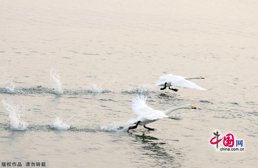 A flock of wild swans gather at Yandun Angle Bar in Rongcheng Swan Lake in Rongcheng, East China's Shandong province on Jan.9, 2013. Thousands of wild swans from Siberia migrate to Rongcheng Swan Lake for winter. The swans attract a large number of visitors to the area. [China.org.cn]