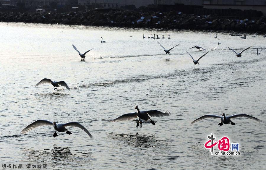 A flock of wild swans gather at Yandun Angle Bar in Rongcheng Swan Lake in Rongcheng, East China's Shandong province on Jan.9, 2013. Thousands of wild swans from Siberia migrate to Rongcheng Swan Lake for winter. The swans attract a large number of visitors to the area. [China.org.cn]