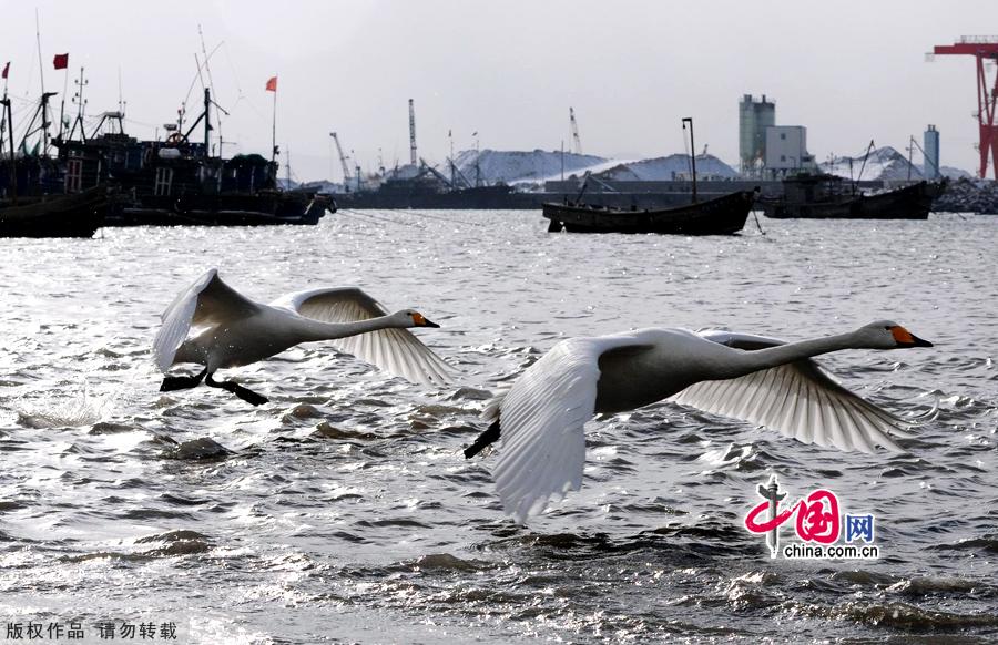 A flock of wild swans gather at Yandun Angle Bar in Rongcheng Swan Lake in Rongcheng, East China's Shandong province on Jan.9, 2013. Thousands of wild swans from Siberia migrate to Rongcheng Swan Lake for winter. The swans attract a large number of visitors to the area. [China.org.cn]