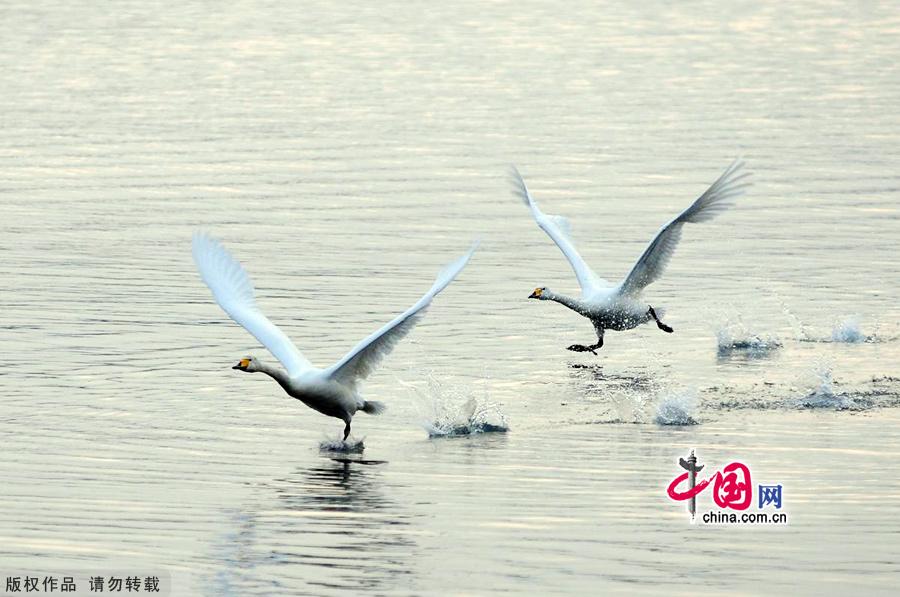 A flock of wild swans gather at Yandun Angle Bar in Rongcheng Swan Lake in Rongcheng, East China's Shandong province on Jan.9, 2013. Thousands of wild swans from Siberia migrate to Rongcheng Swan Lake for winter. The swans attract a large number of visitors to the area. [China.org.cn]