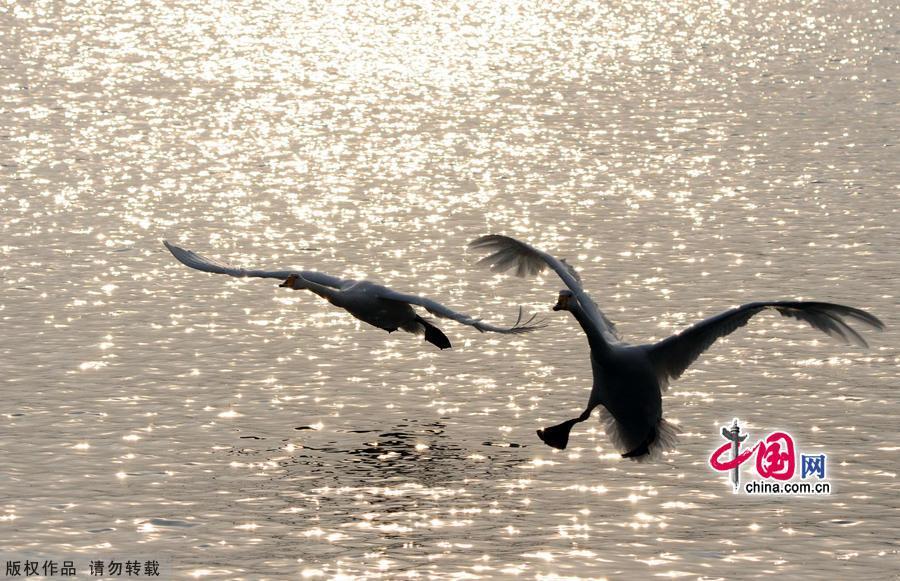 A flock of wild swans gather at Yandun Angle Bar in Rongcheng Swan Lake in Rongcheng, East China's Shandong province on Jan.9, 2013. Thousands of wild swans from Siberia migrate to Rongcheng Swan Lake for winter. The swans attract a large number of visitors to the area. [China.org.cn]