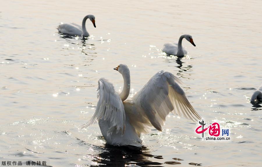 A flock of wild swans gather at Yandun Angle Bar in Rongcheng Swan Lake in Rongcheng, East China's Shandong province on Jan.9, 2013. Thousands of wild swans from Siberia migrate to Rongcheng Swan Lake for winter. The swans attract a large number of visitors to the area. [China.org.cn]