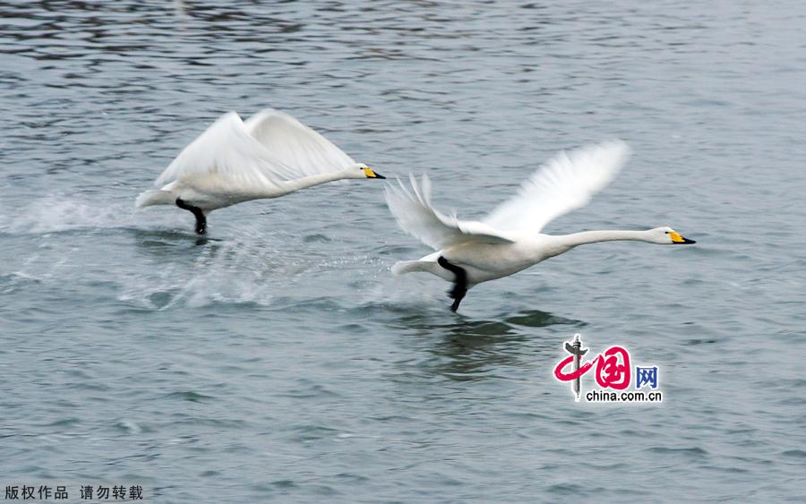 A flock of wild swans gather at Yandun Angle Bar in Rongcheng Swan Lake in Rongcheng, East China's Shandong province on Jan.9, 2013. Thousands of wild swans from Siberia migrate to Rongcheng Swan Lake for winter. The swans attract a large number of visitors to the area. [China.org.cn]