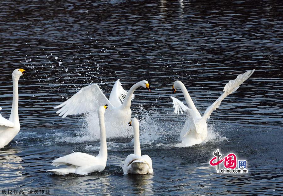 A flock of wild swans gather at Yandun Angle Bar in Rongcheng Swan Lake in Rongcheng, East China's Shandong province on Jan.9, 2013. Thousands of wild swans from Siberia migrate to Rongcheng Swan Lake for winter. The swans attract a large number of visitors to the area. [China.org.cn]