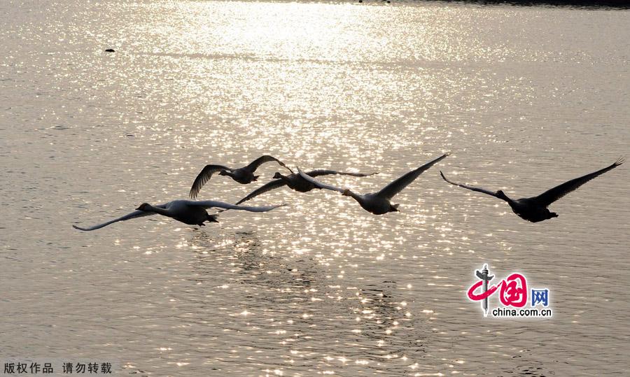 A flock of wild swans gather at Yandun Angle Bar in Rongcheng Swan Lake in Rongcheng, East China's Shandong province on Jan.9, 2013. Thousands of wild swans from Siberia migrate to Rongcheng Swan Lake for winter. The swans attract a large number of visitors to the area. [China.org.cn]