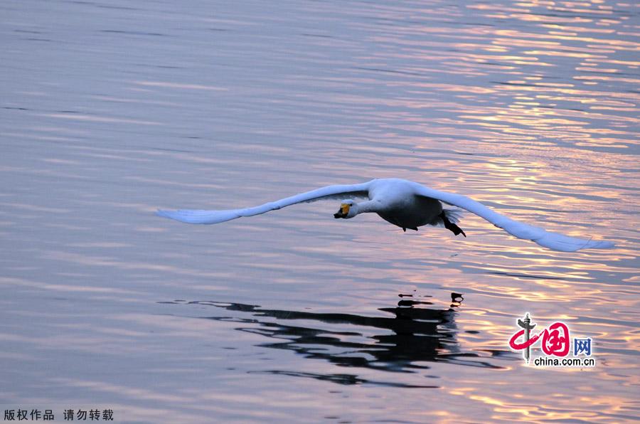 A flock of wild swans gather at Yandun Angle Bar in Rongcheng Swan Lake in Rongcheng, East China's Shandong province on Jan.9, 2013. Thousands of wild swans from Siberia migrate to Rongcheng Swan Lake for winter. The swans attract a large number of visitors to the area. [China.org.cn]