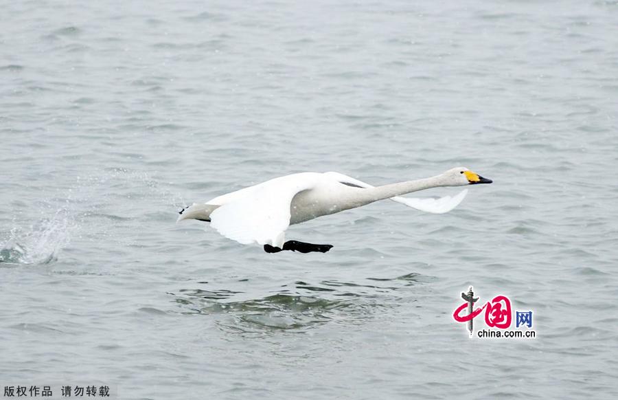 A flock of wild swans gather at Yandun Angle Bar in Rongcheng Swan Lake in Rongcheng, East China's Shandong province on Jan.9, 2013. Thousands of wild swans from Siberia migrate to Rongcheng Swan Lake for winter. The swans attract a large number of visitors to the area. [China.org.cn]