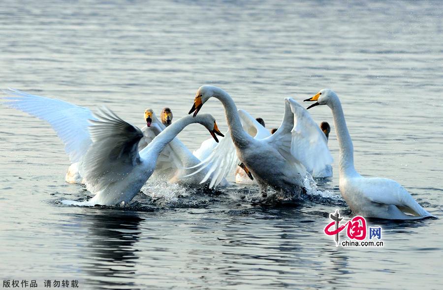 A flock of wild swans gather at Yandun Angle Bar in Rongcheng Swan Lake in Rongcheng, East China's Shandong province on Jan.9, 2013. Thousands of wild swans from Siberia migrate to Rongcheng Swan Lake for winter. The swans attract a large number of visitors to the area. [China.org.cn]