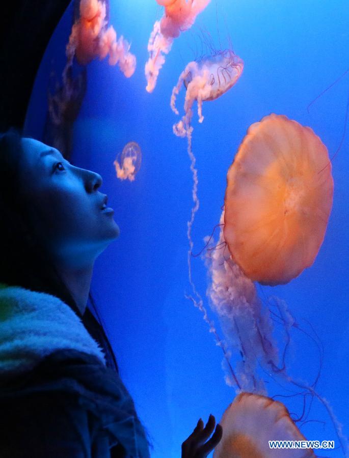 A tourist watches jellyfishes at the Ocean Park in Hong Kong, south China, Jan. 10, 2013. 