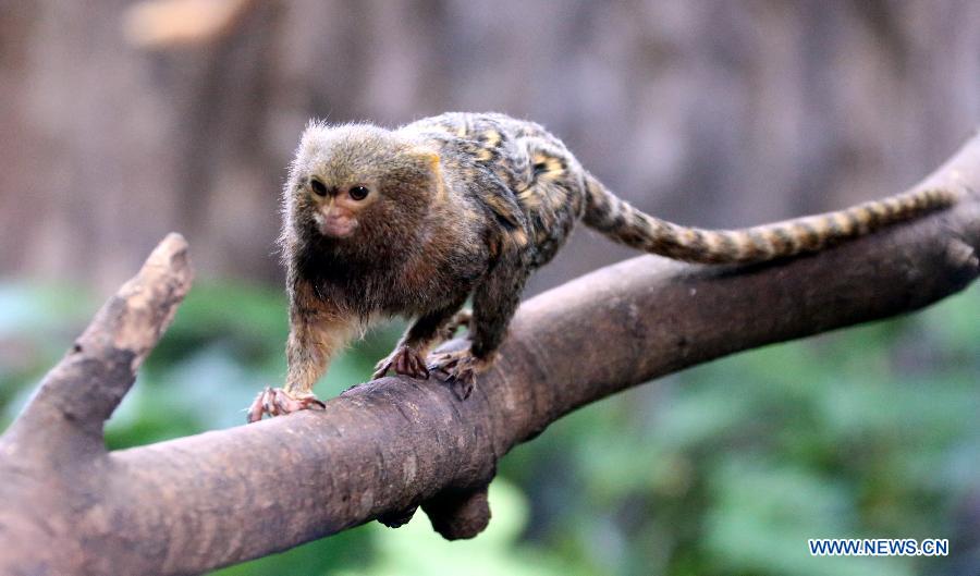 Photo taken on Jan. 10, 2013 shows a marmoset at Ocean Park in Hong Kong, south China. 