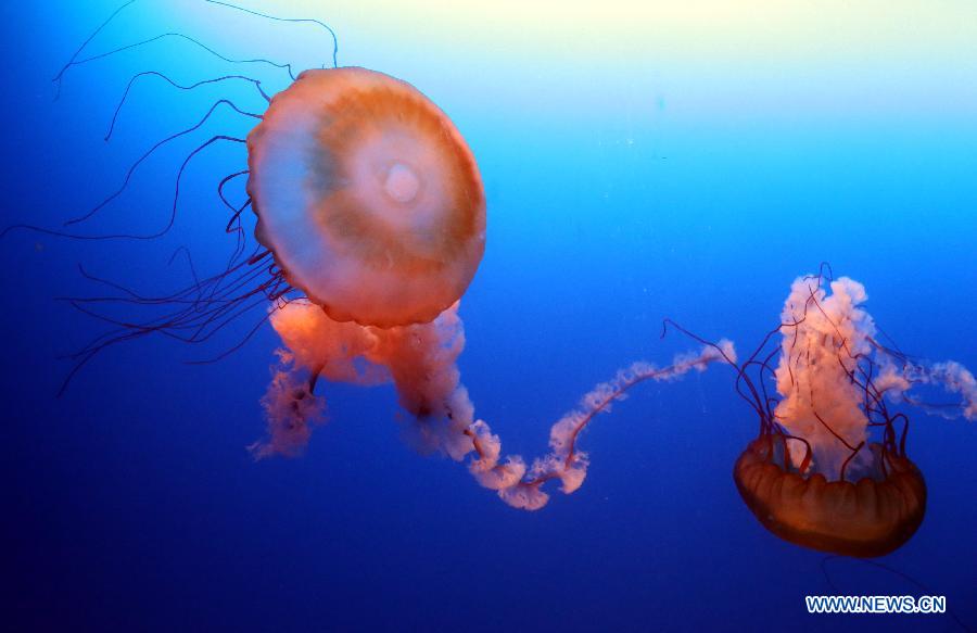 Photo taken on Jan. 10, 2013 shows the jellyfishes at the Ocean Park in Hong Kong, south China. 